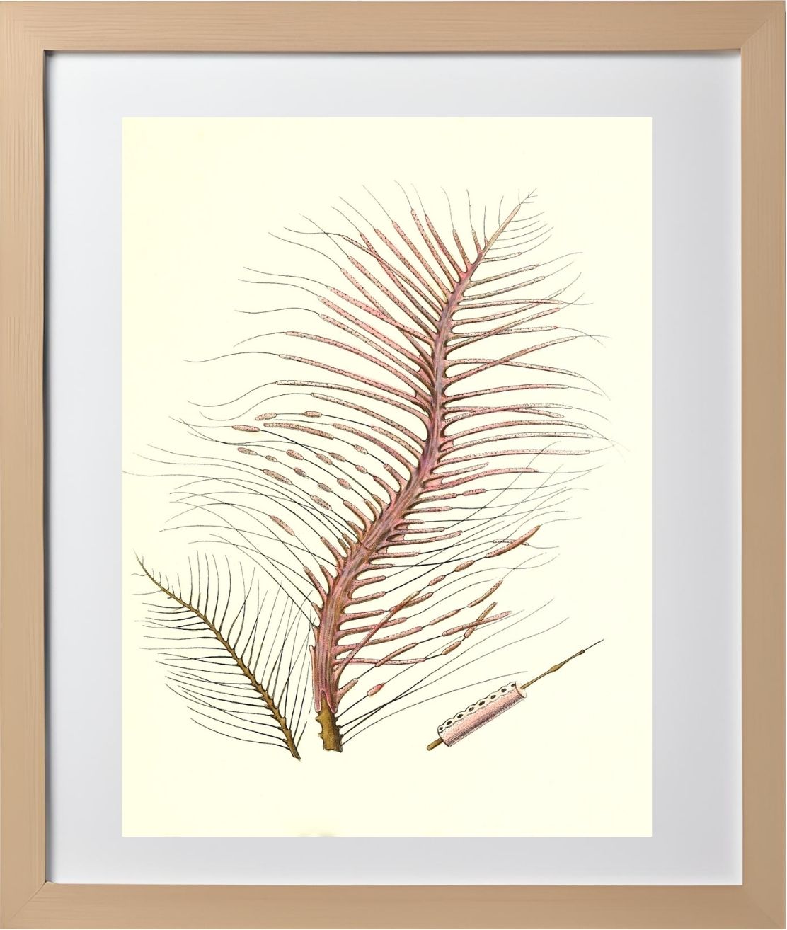 Gorgonia fetofa