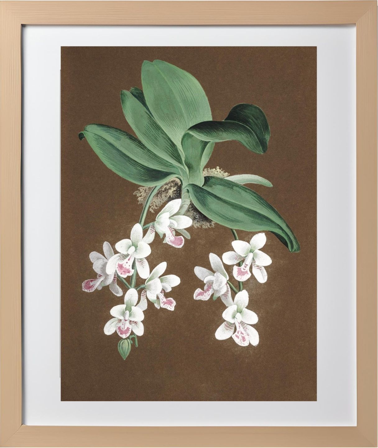 Aerides Japonicum