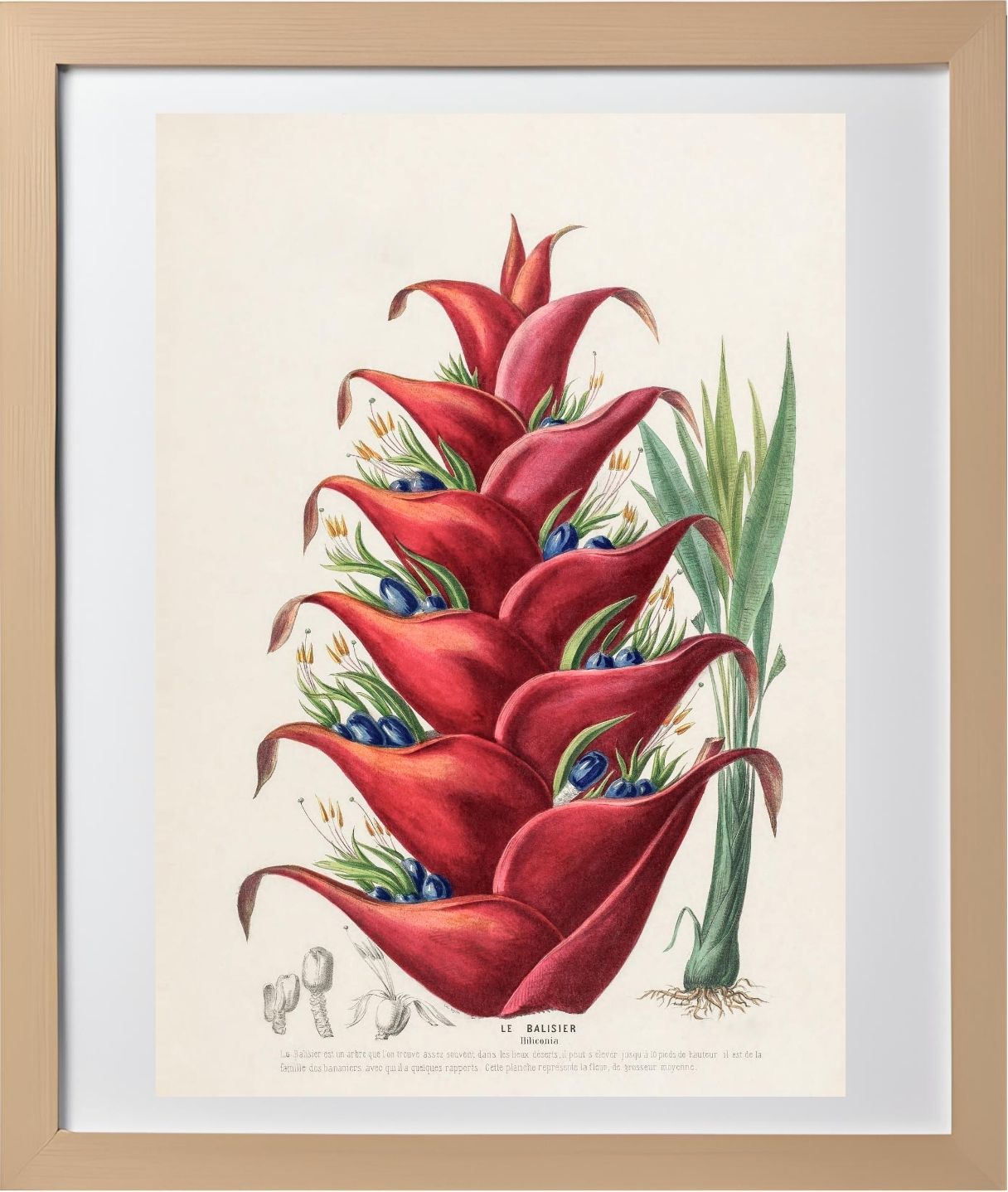 Le Balisier (Hiliconia)