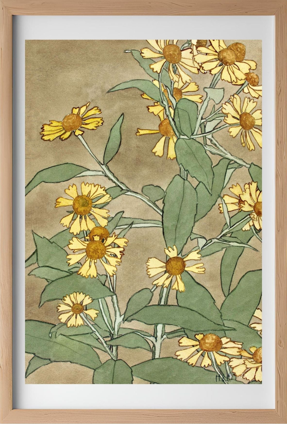 Daisies with Orange Centre and Yellow Petals