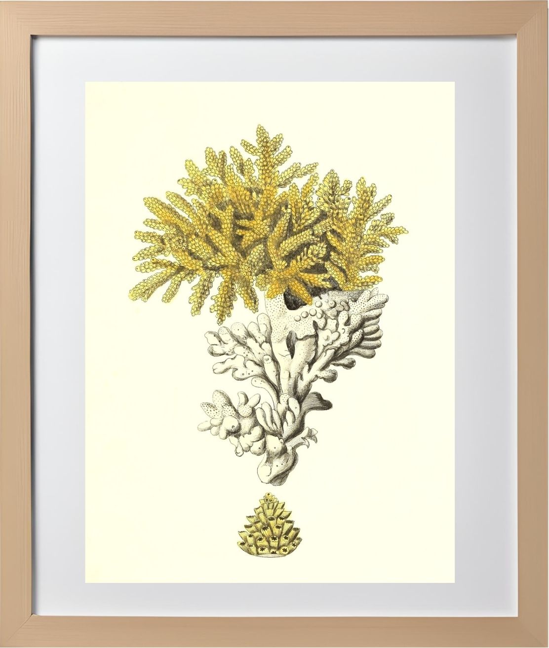 Madrepora muricata 2