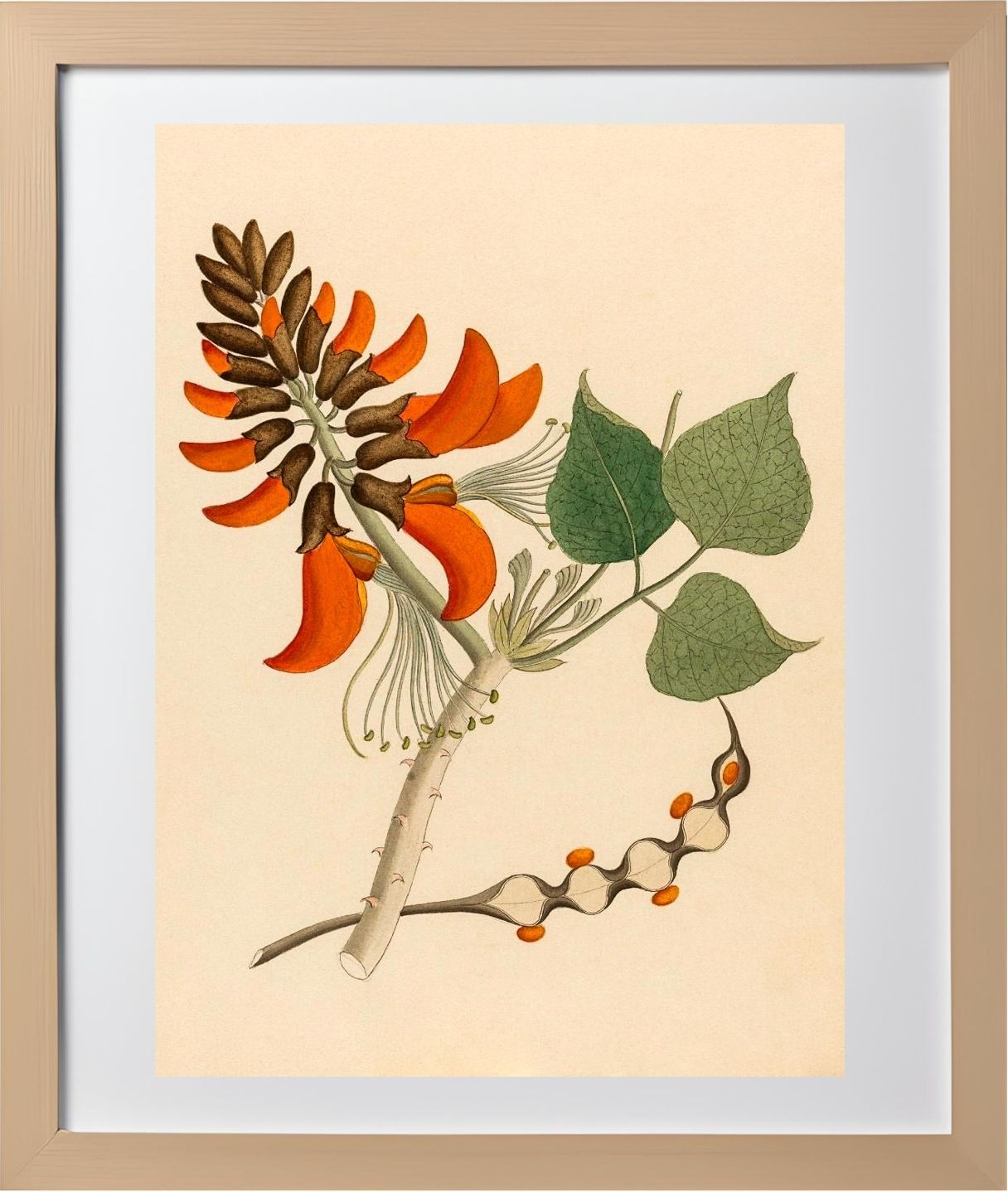 Erythrina Caffra