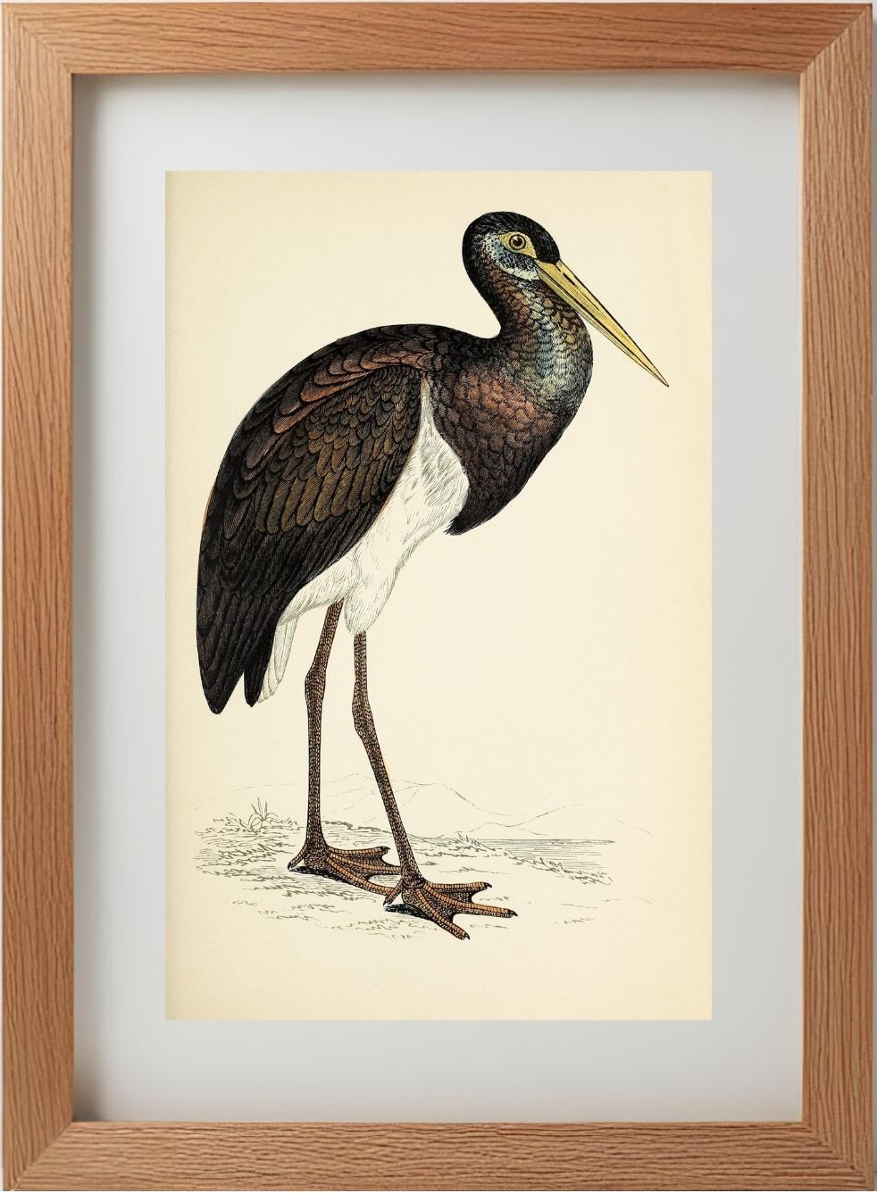 Black Stork