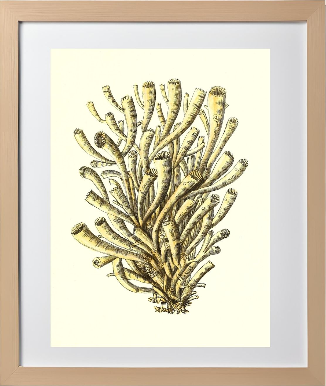 Madrepora anthophyllites