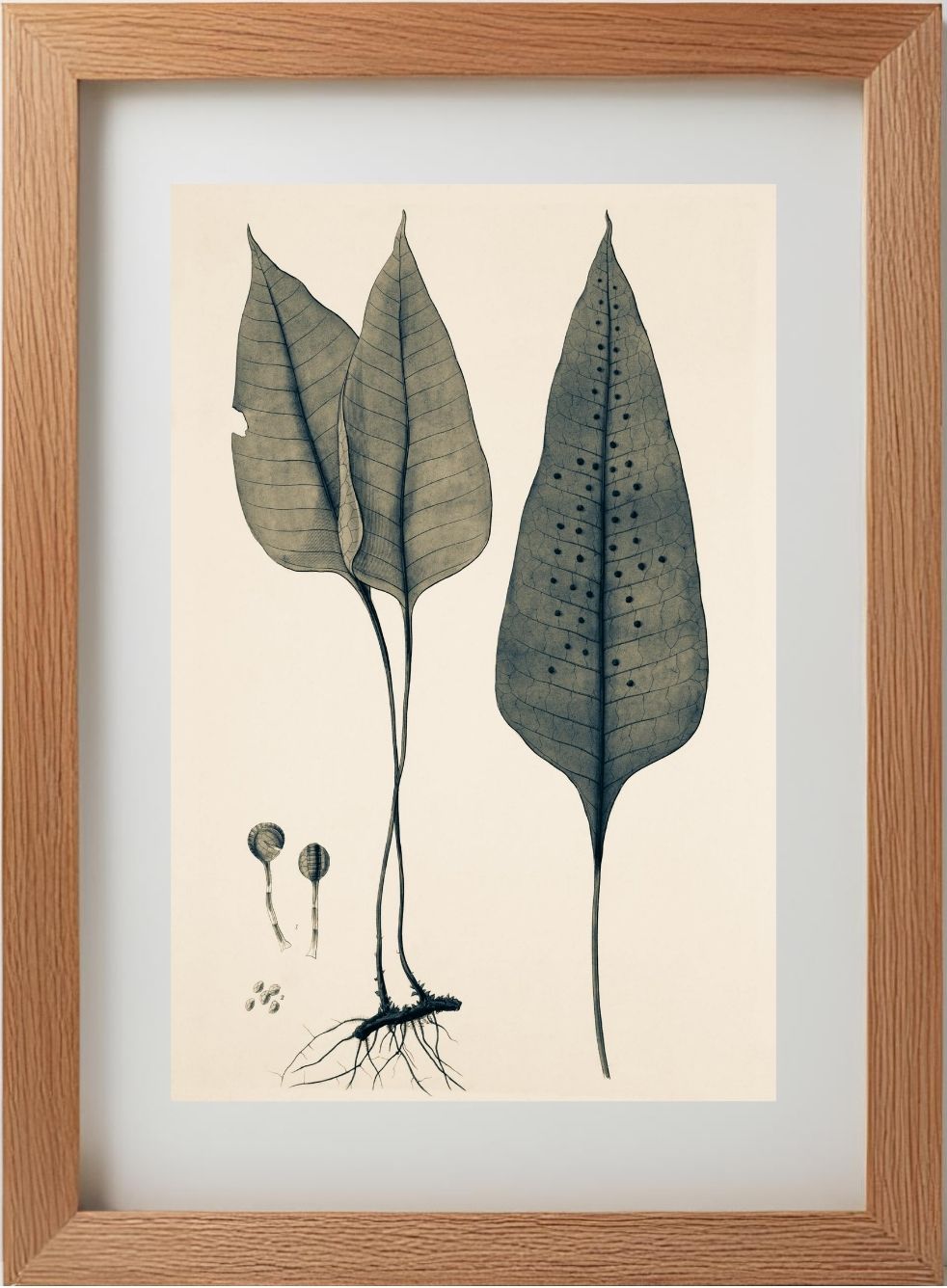 Polypodium Ovatum