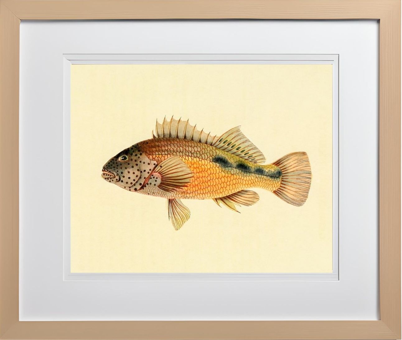 Gerranus Tankervillae