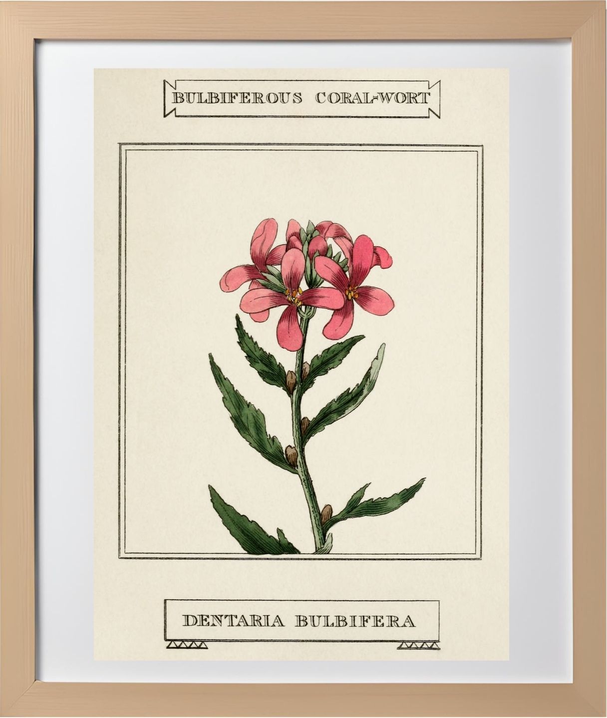Bulbiferous Coral-Wort