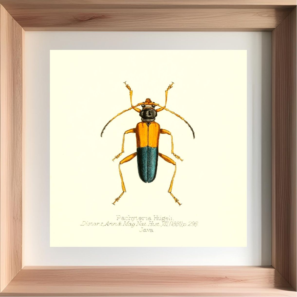 Peribasis Princeps