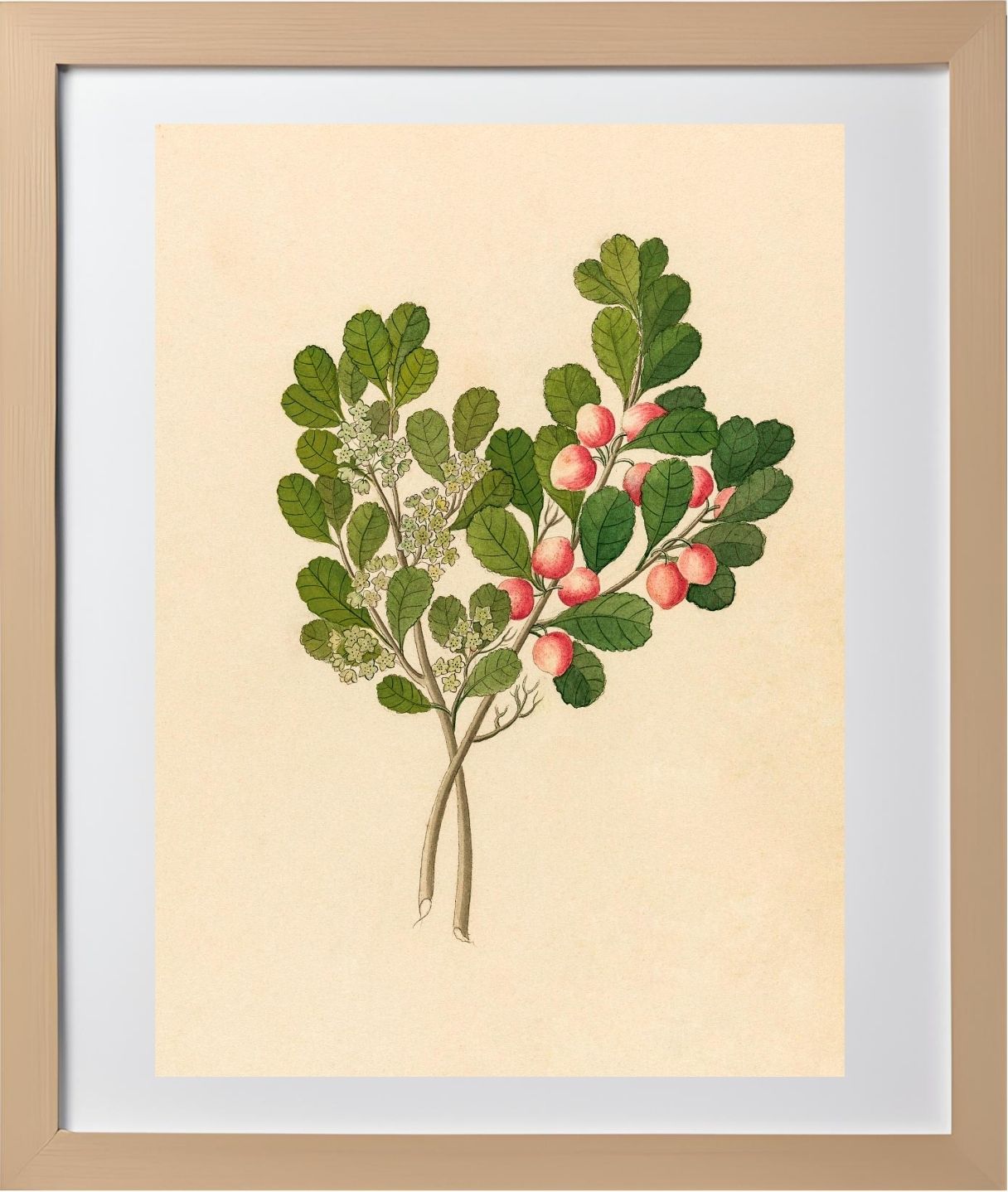 Rhamnus (Cassine Aethiopica)