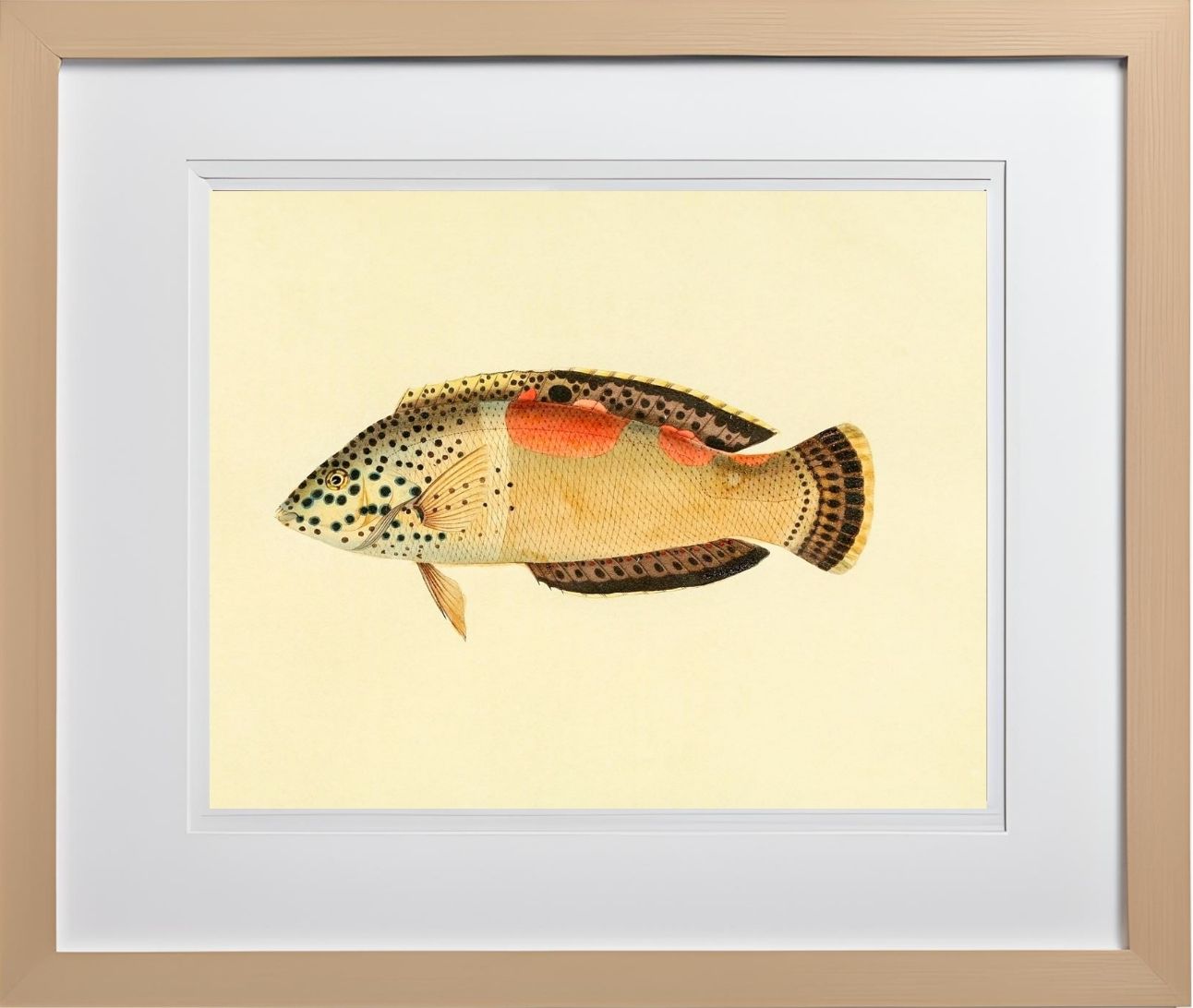 Labrus Aureo-Maculatus