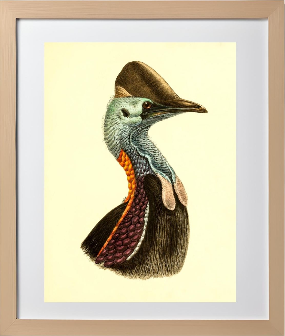 Casuarius Casuarius Violicollis