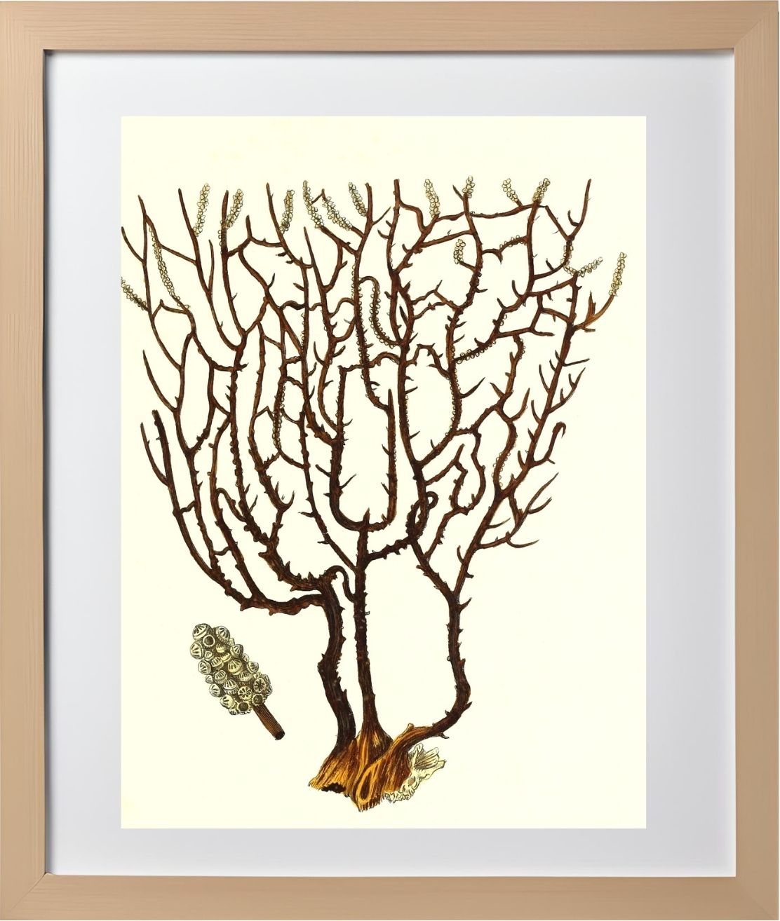 Gorgonia placomus 3
