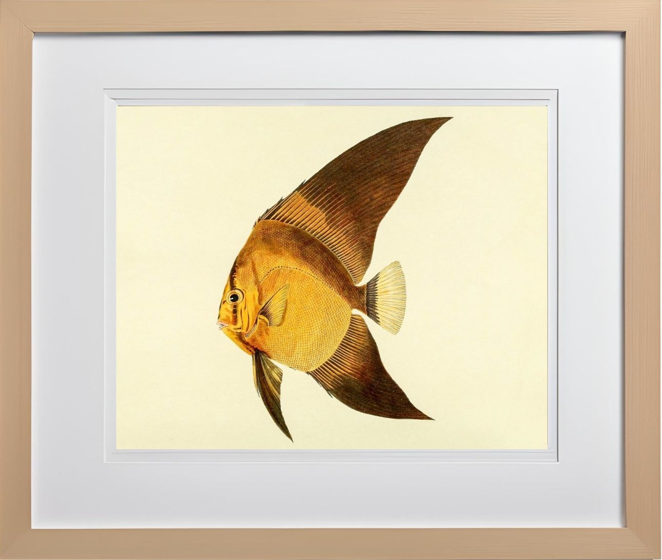 Chaetodon Vespertilio