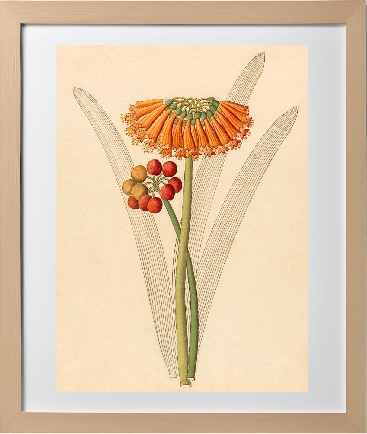 Cyrtanthus (Clivia Nobilis)