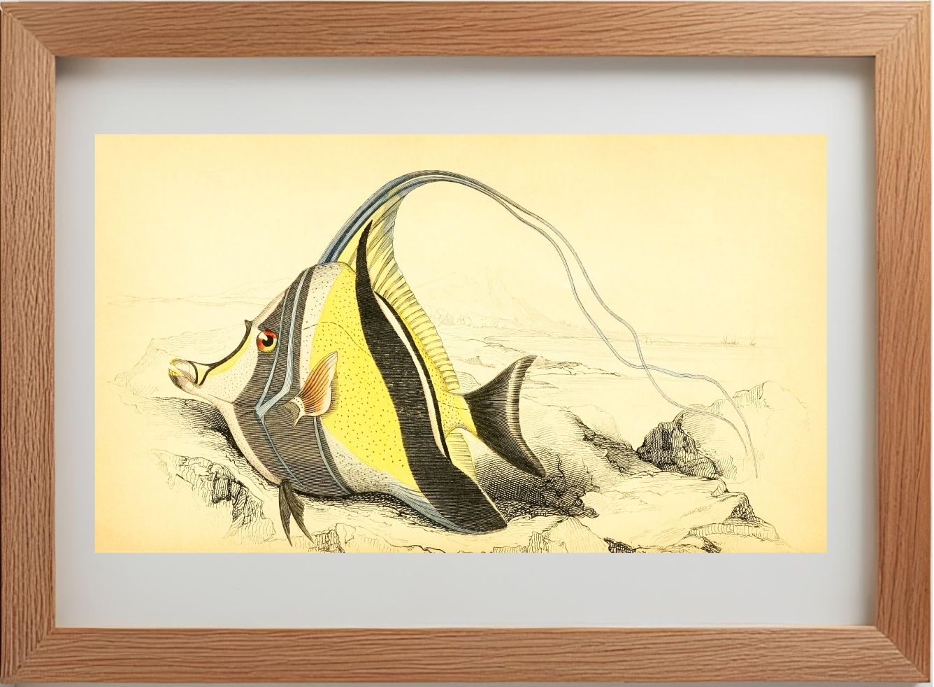Horned Zanclus or Chaetodon