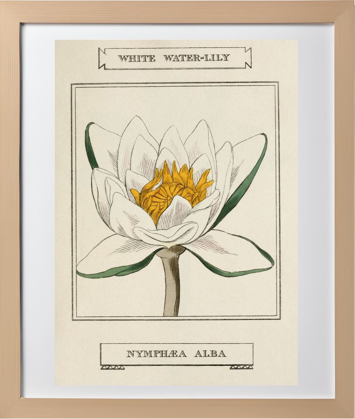 White Water-Lily