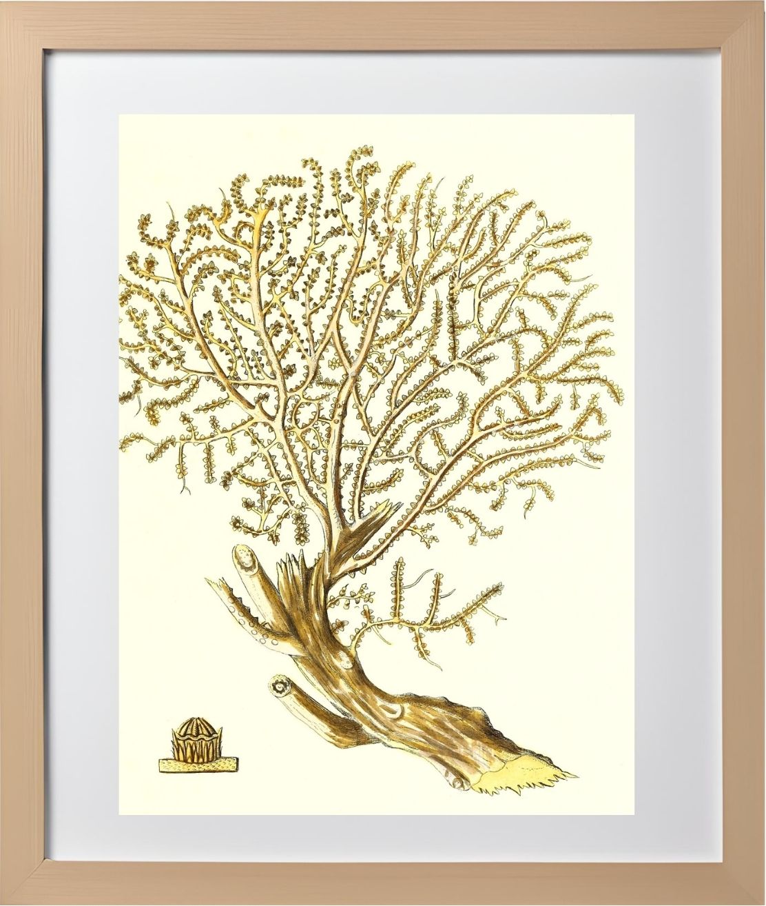 Gorgonia placomus 2