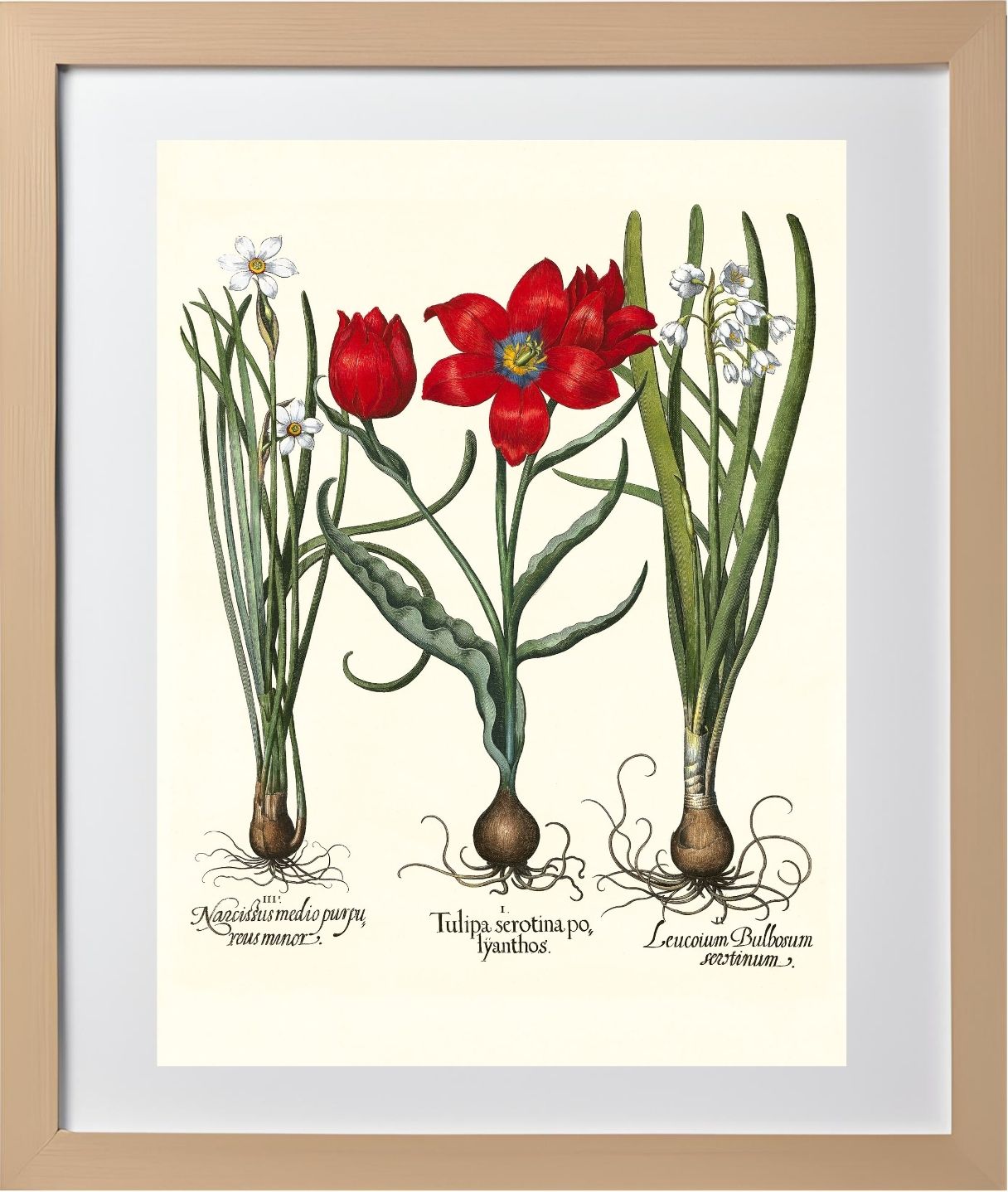 Late multiflorous red tulip, Summer snowflake, et al