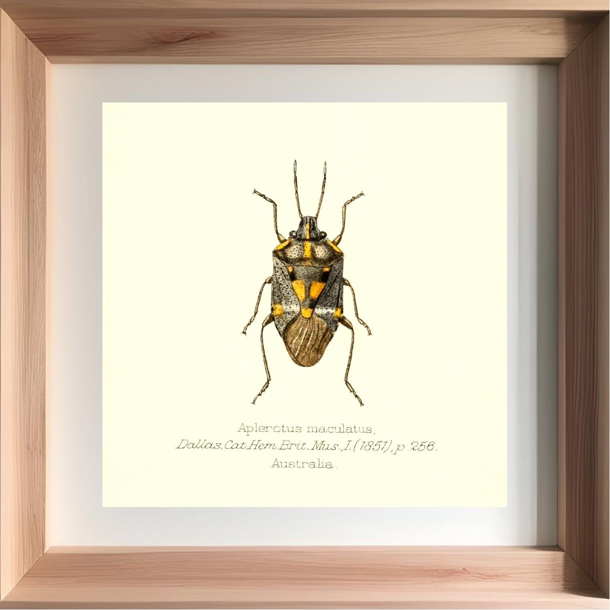 Aplerotus Maculatus