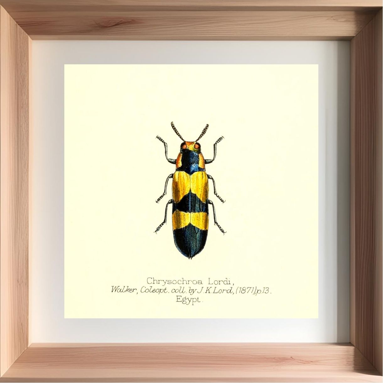 Chrysochroa Lordi