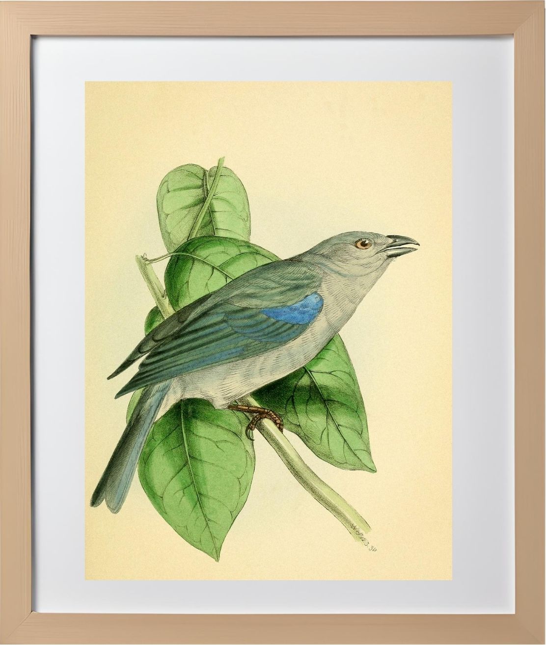 Blue-Shoulder'd Tanager