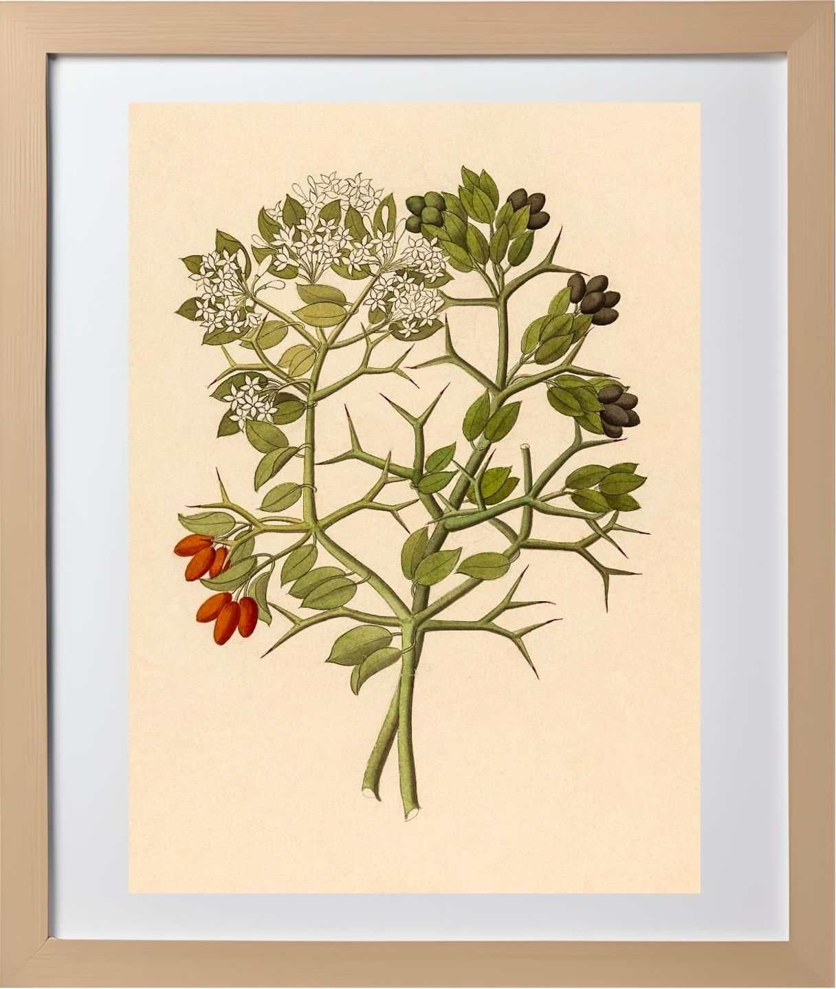 2 Species of Carisfa Arduina (Carissa Haematocarpa)