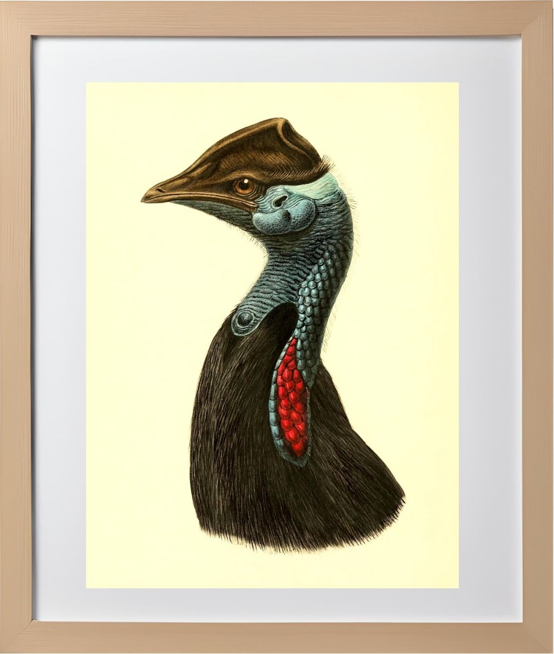 Casuarius Picticollis Hecki
