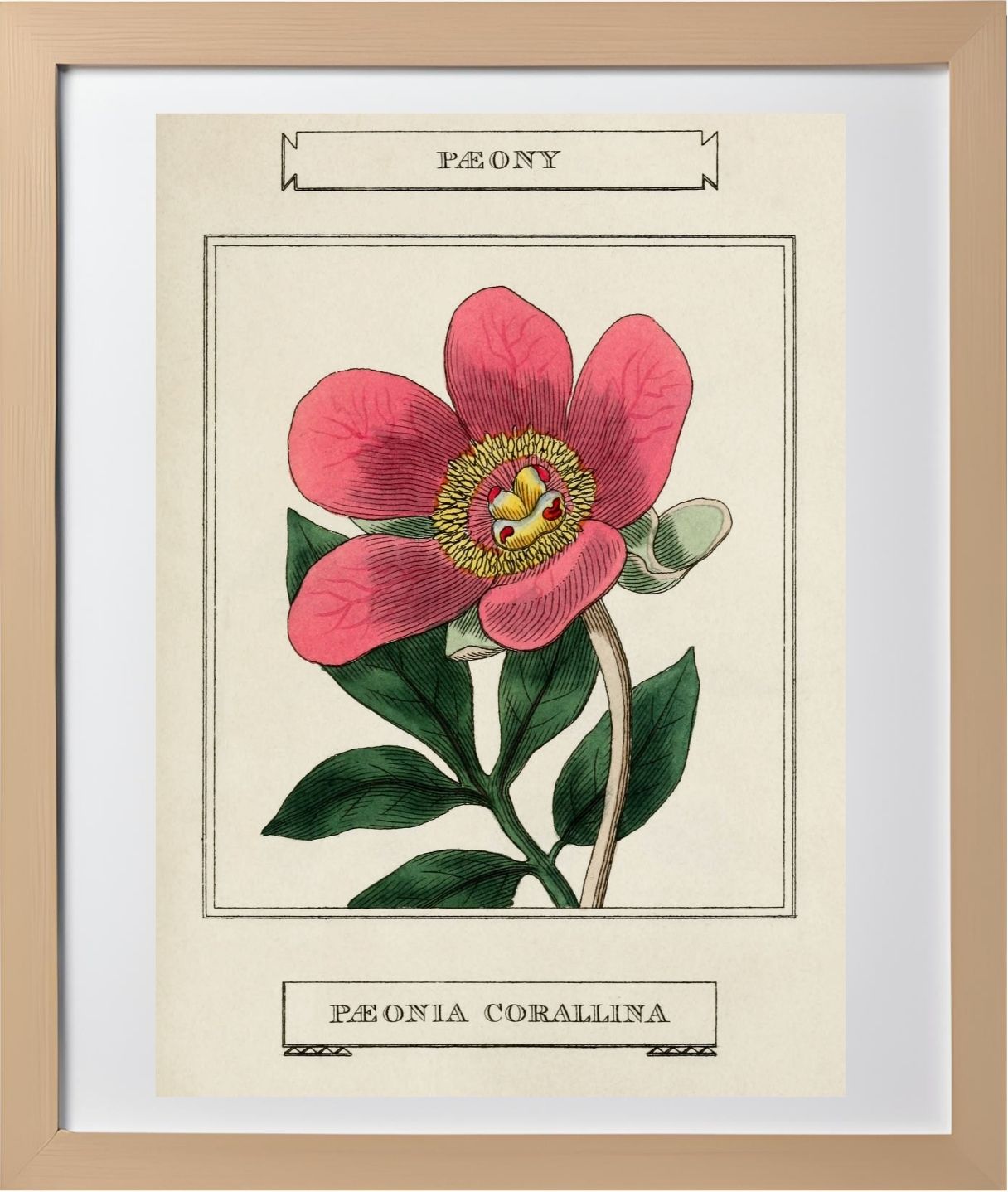 Paeony