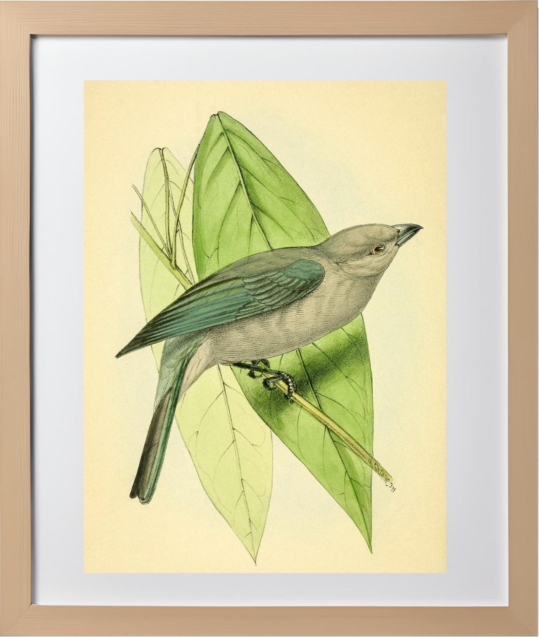 Blue-Grey Tanager