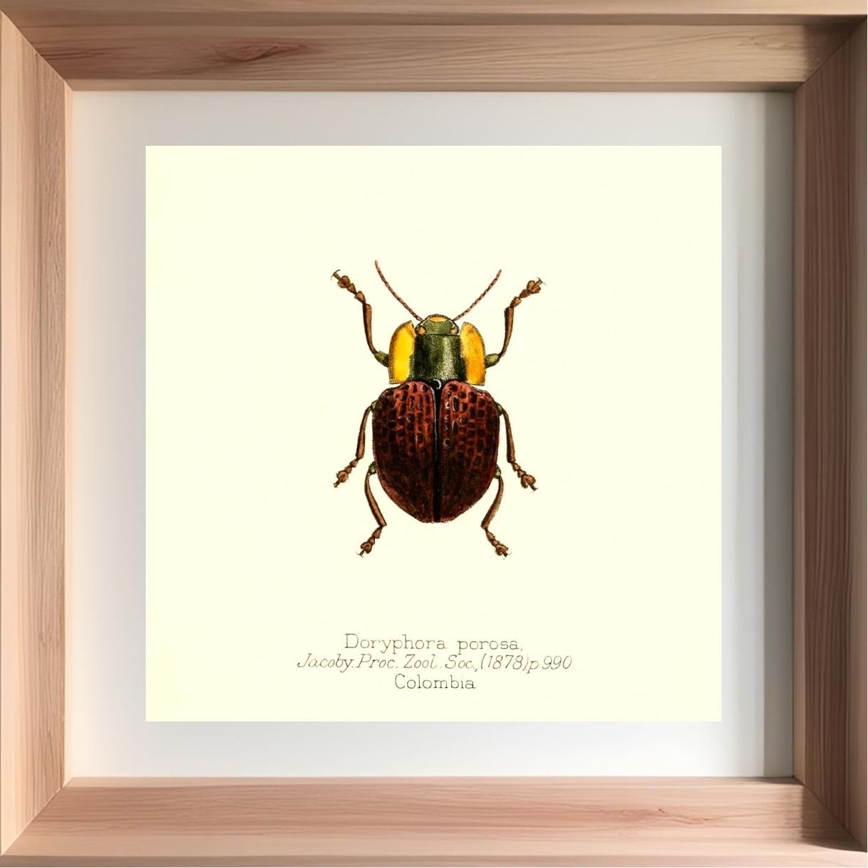 Doryphora Porosa