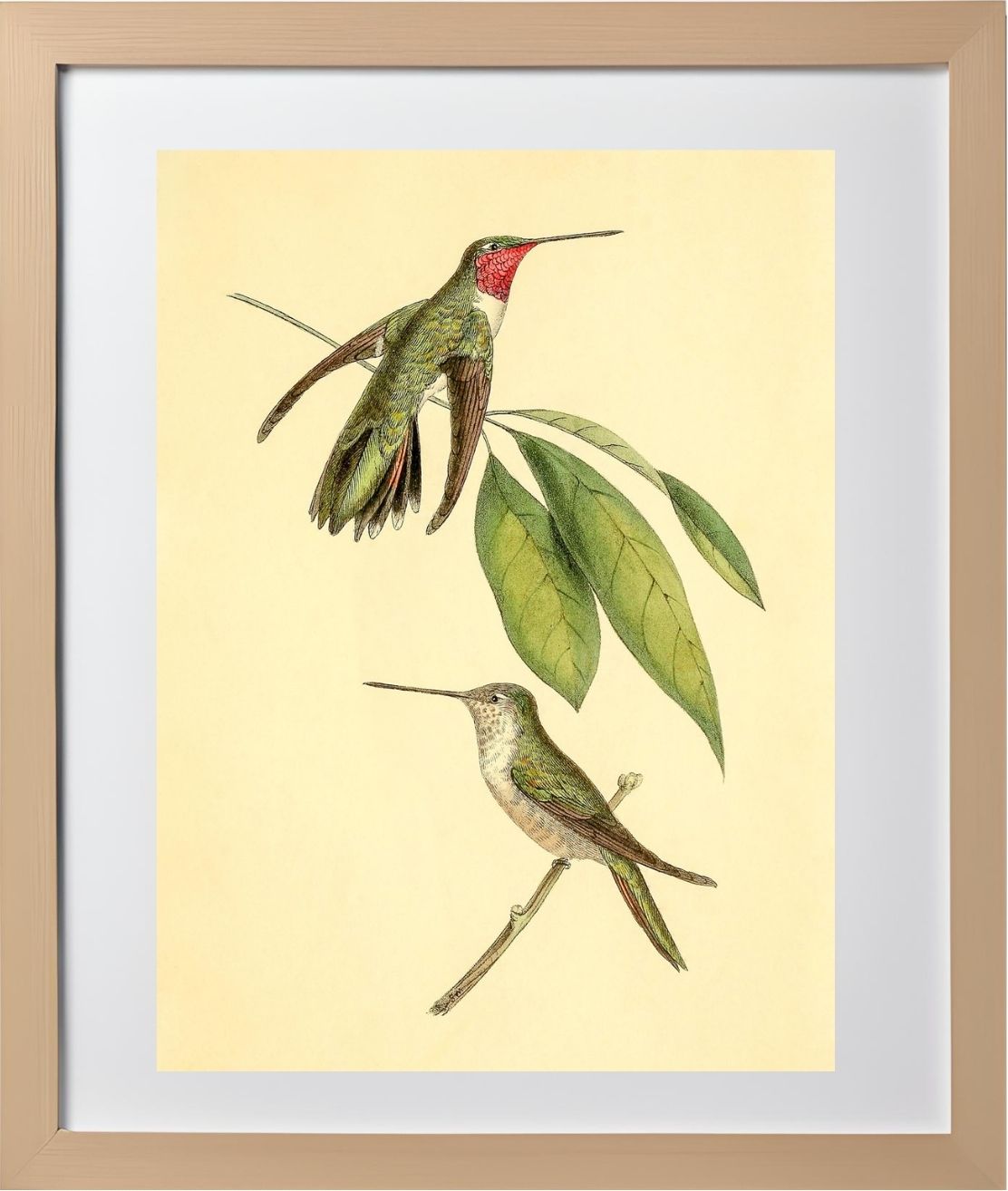 Mexican Amethyst Hummingbird