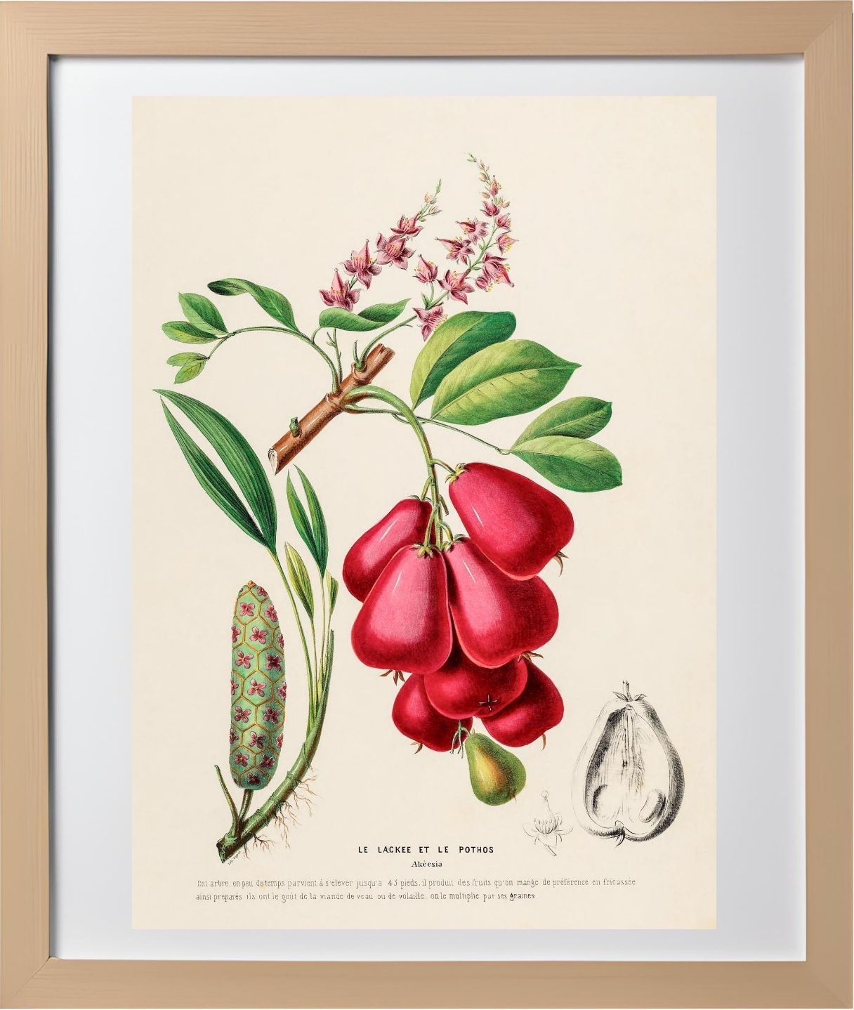 Le Lackee et le Pothos (Akeesia)