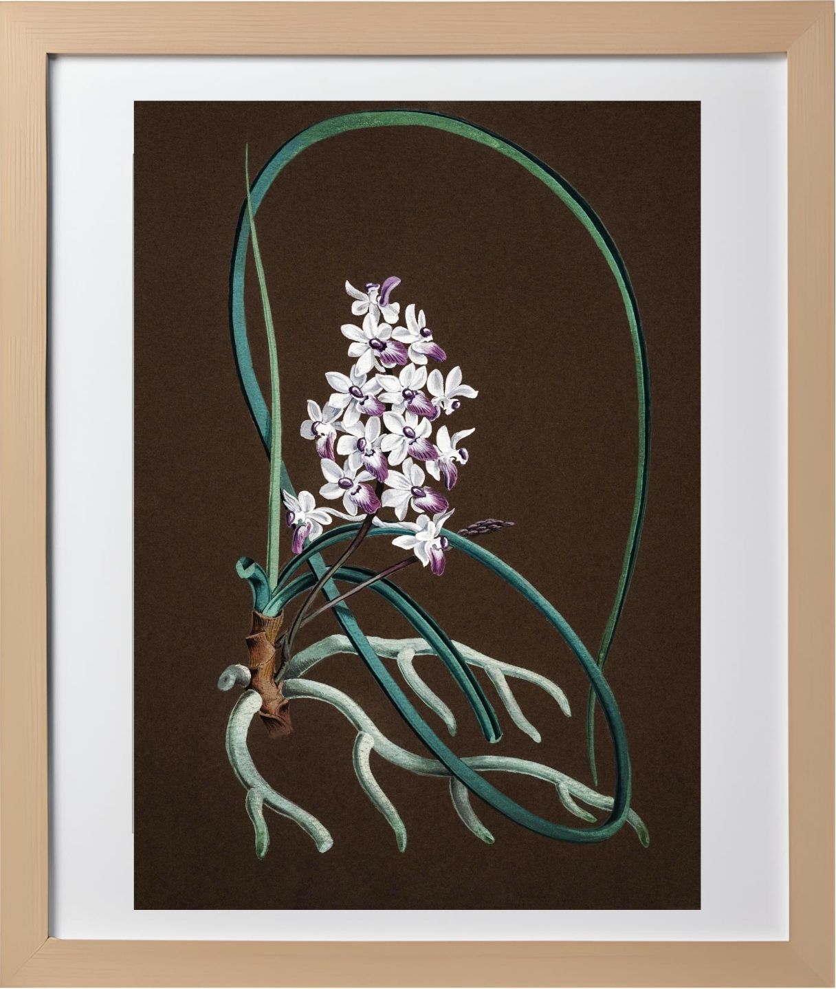 Aerides Mitratum