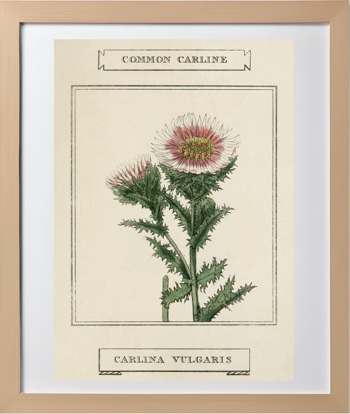 Common Carline