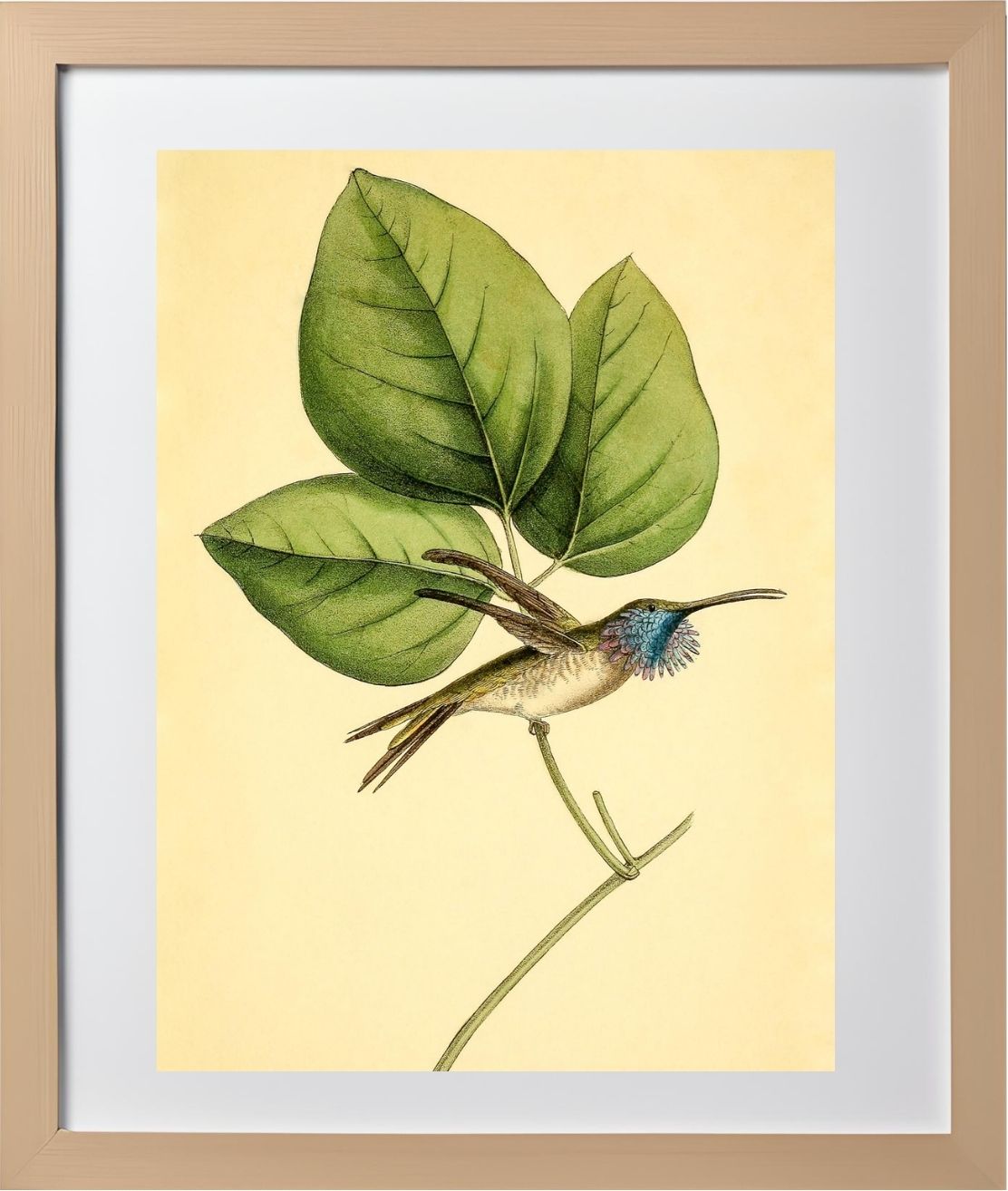 Mexican-Star Hummingbird
