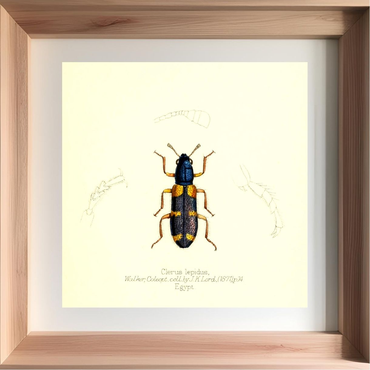 Clerus Lepidus