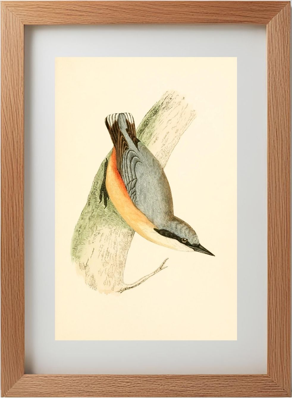 Nuthatch
