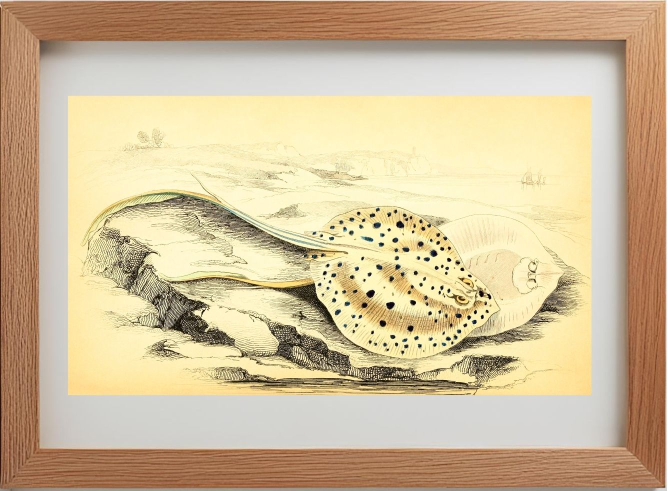 Halgan's Spine-Tailed Ray