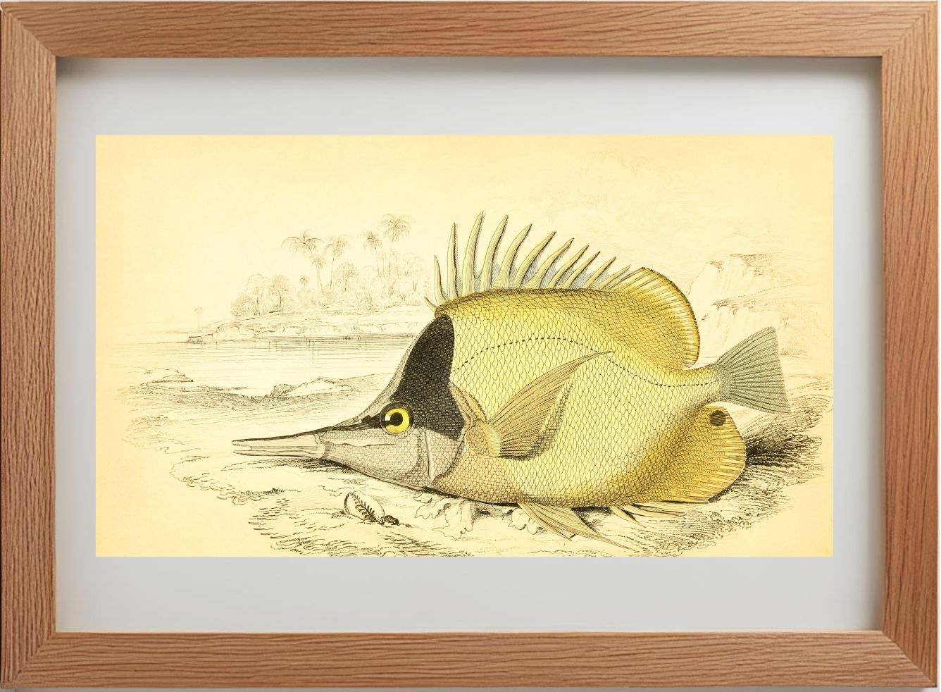 Long-Beaked Chelmon