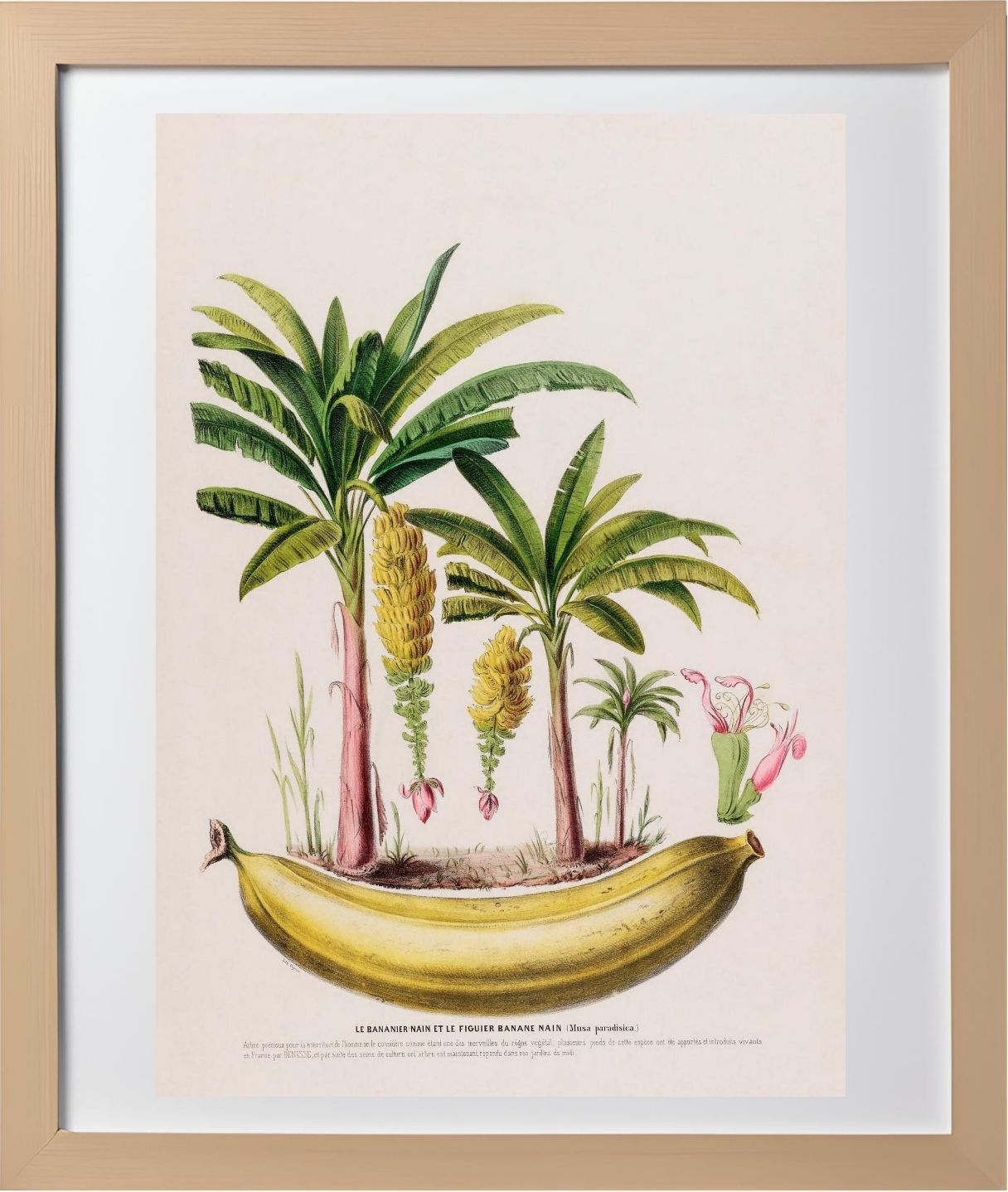 Le Bananier Nain (Musa Paradisica)
