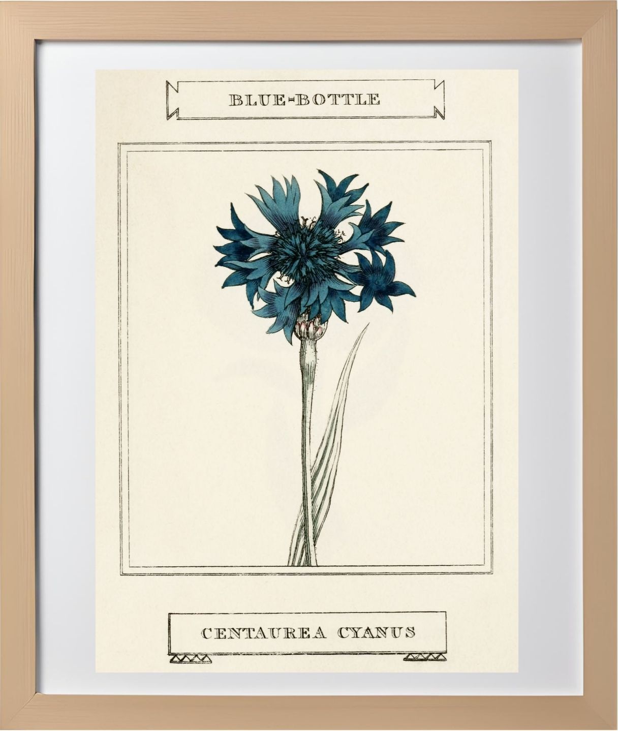 Blue-Bottle