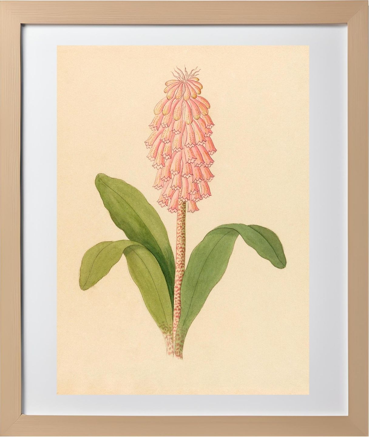 Veltheimia Viridifolia (Veltheimia Bracteata)