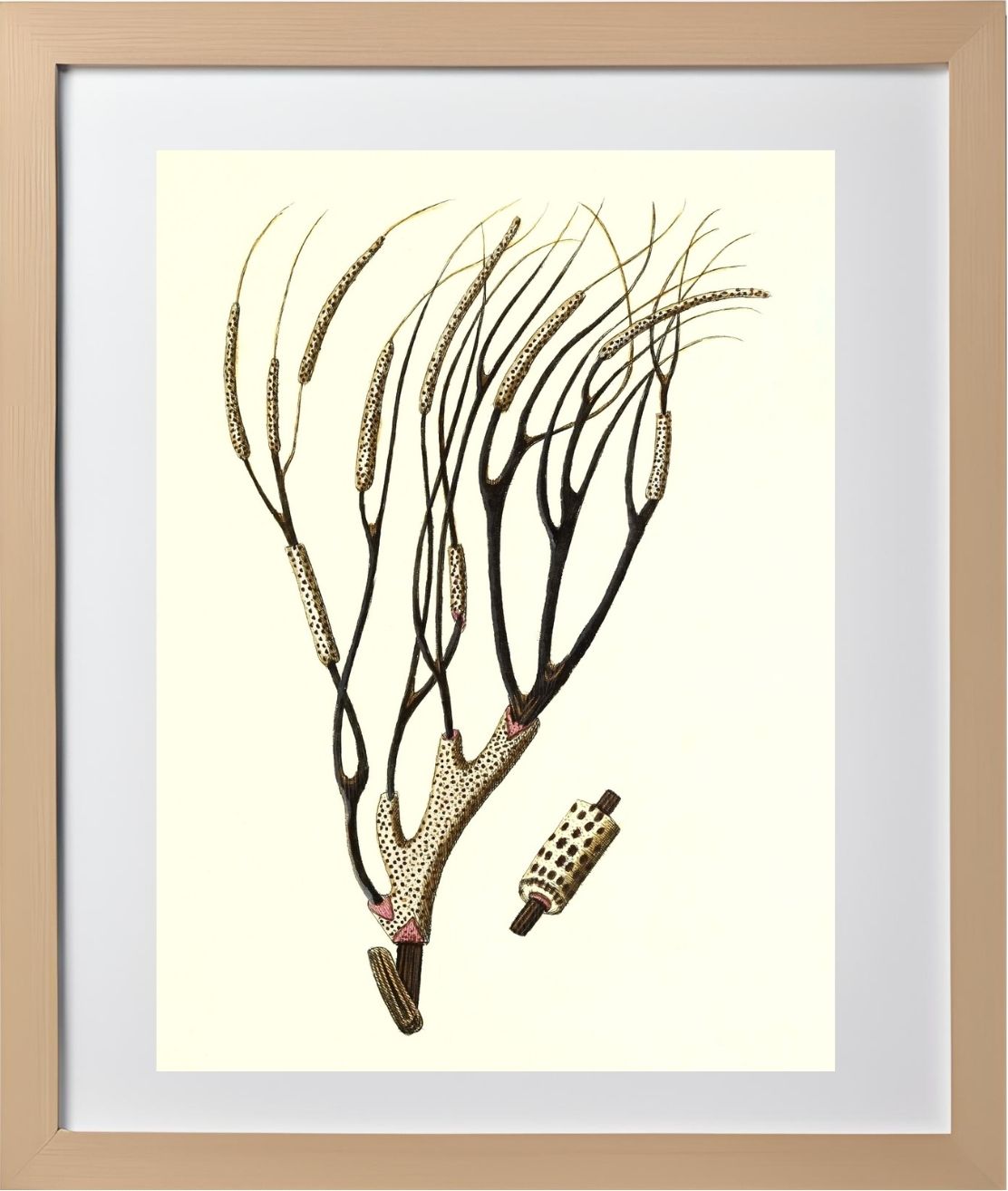 Gorgonia antipathes 2