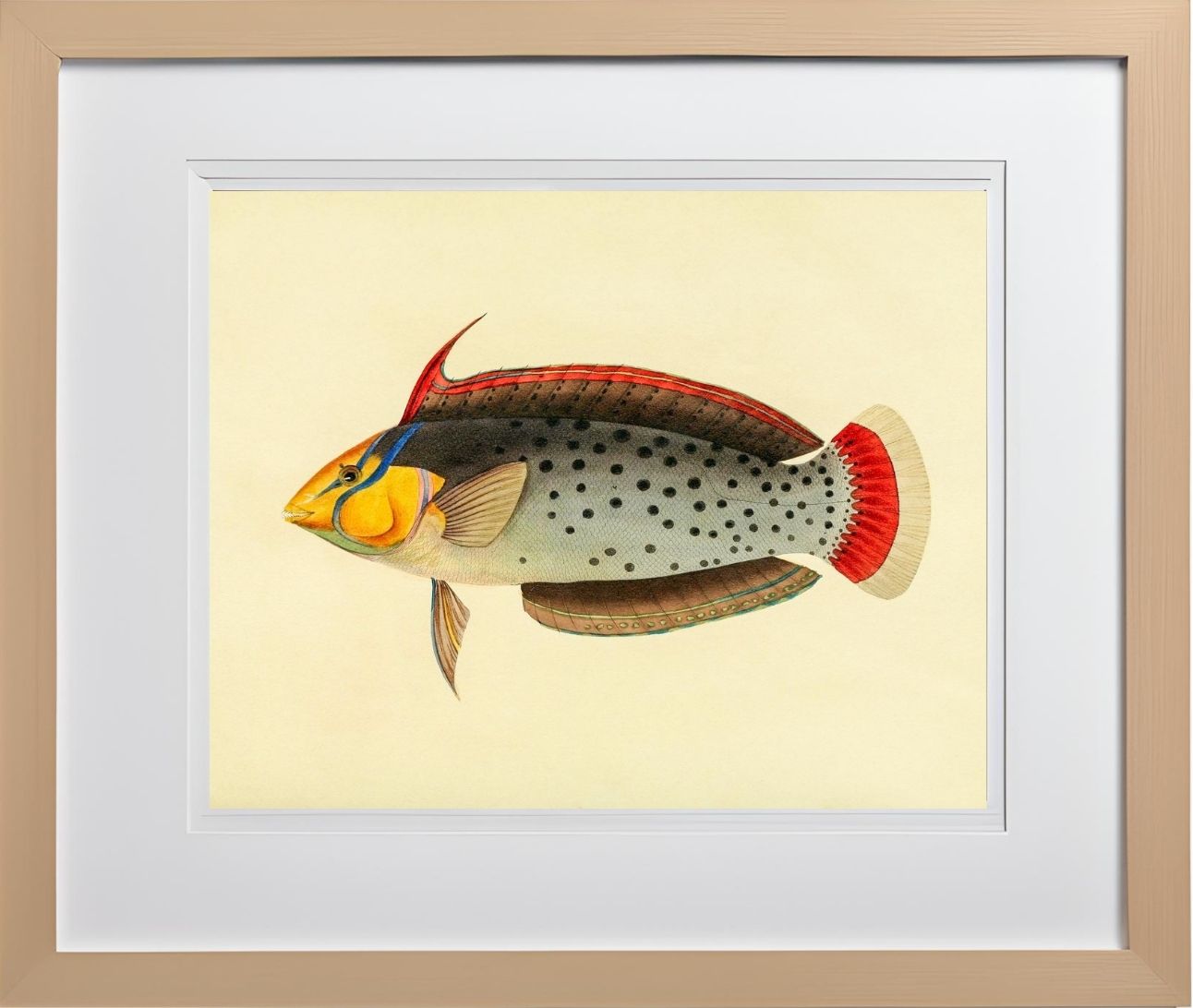 Labrus Formosus