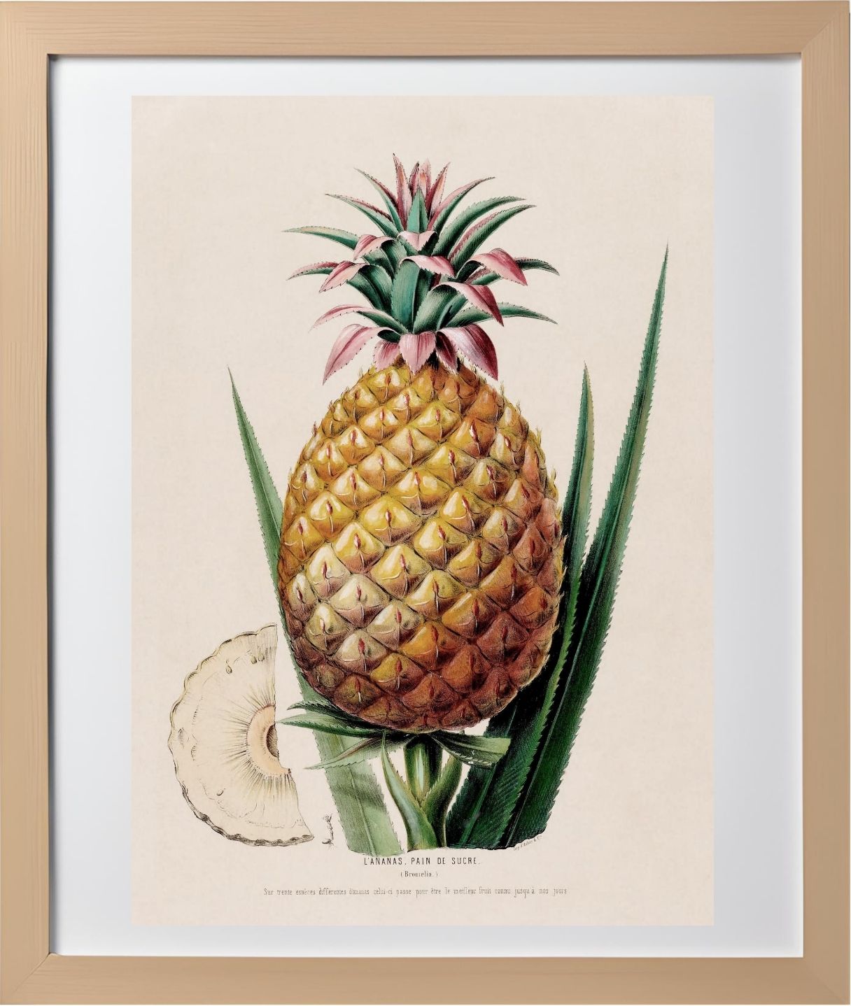 L'Ananas, Pain de Sucre (Bromelia)