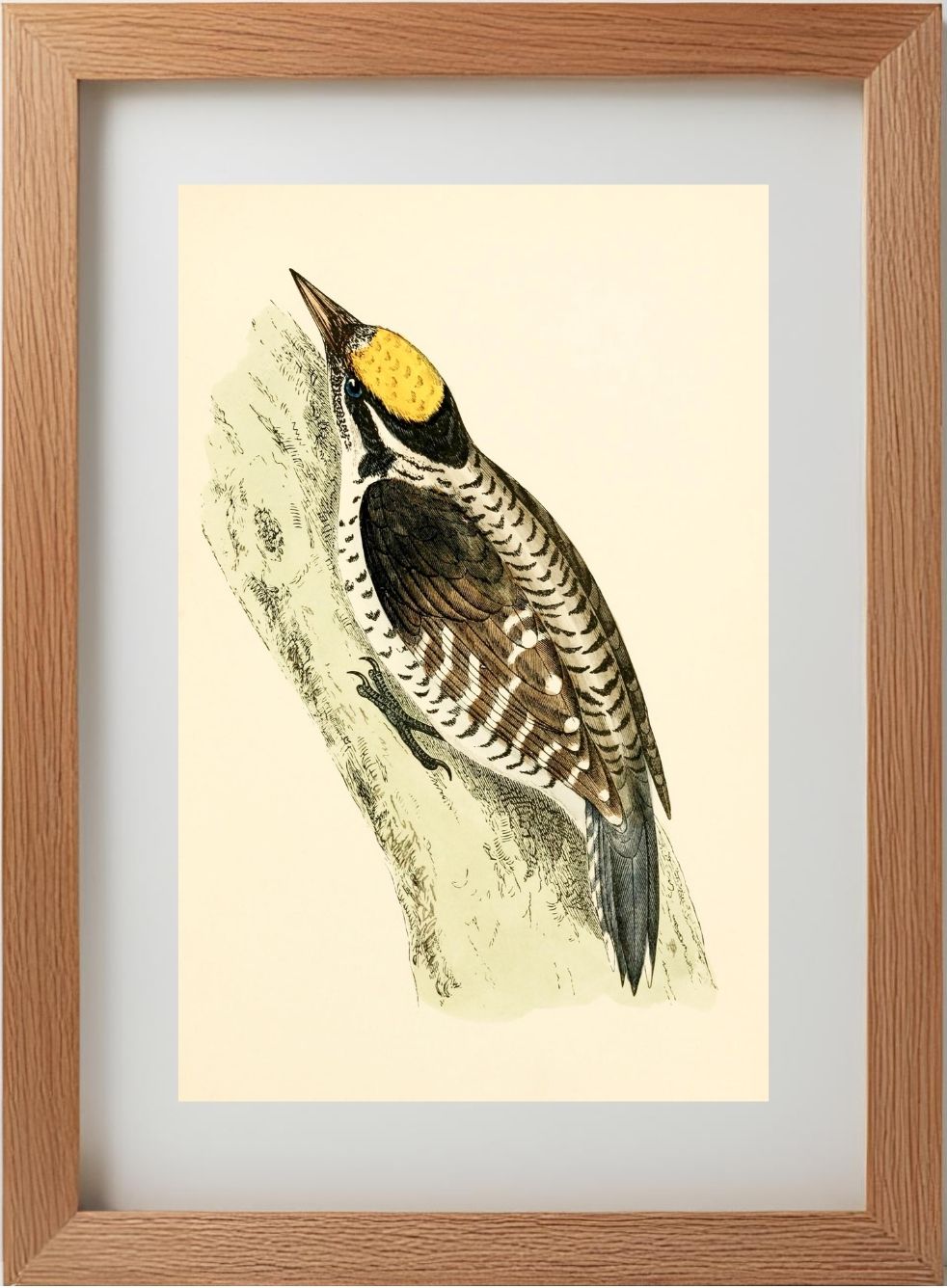 Three-Toed Woodpecker