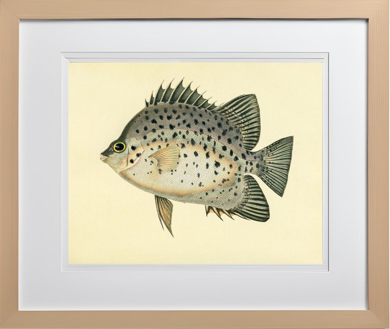Chaetodon Atro-Maculatus