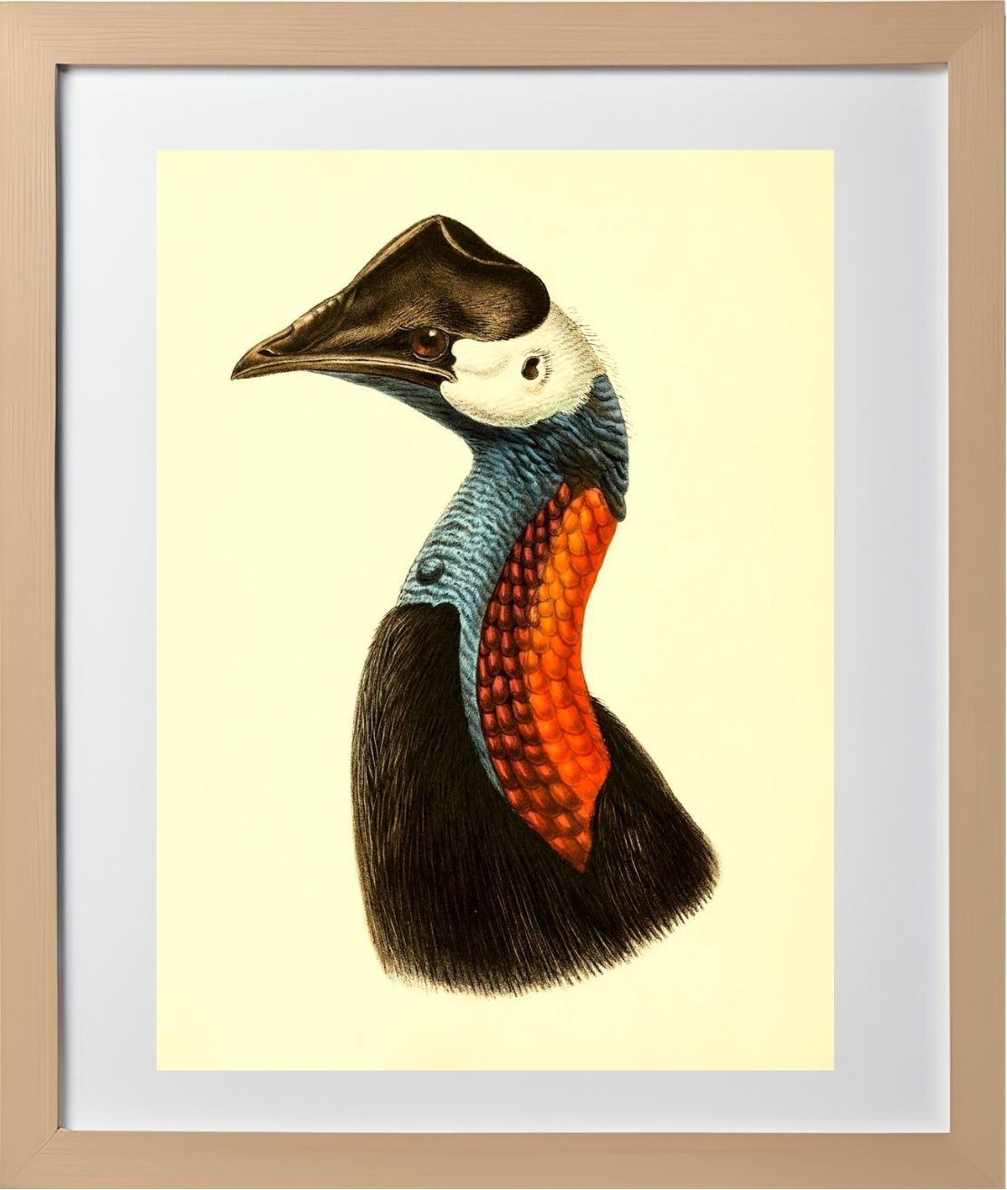 Casuarius Papuanus