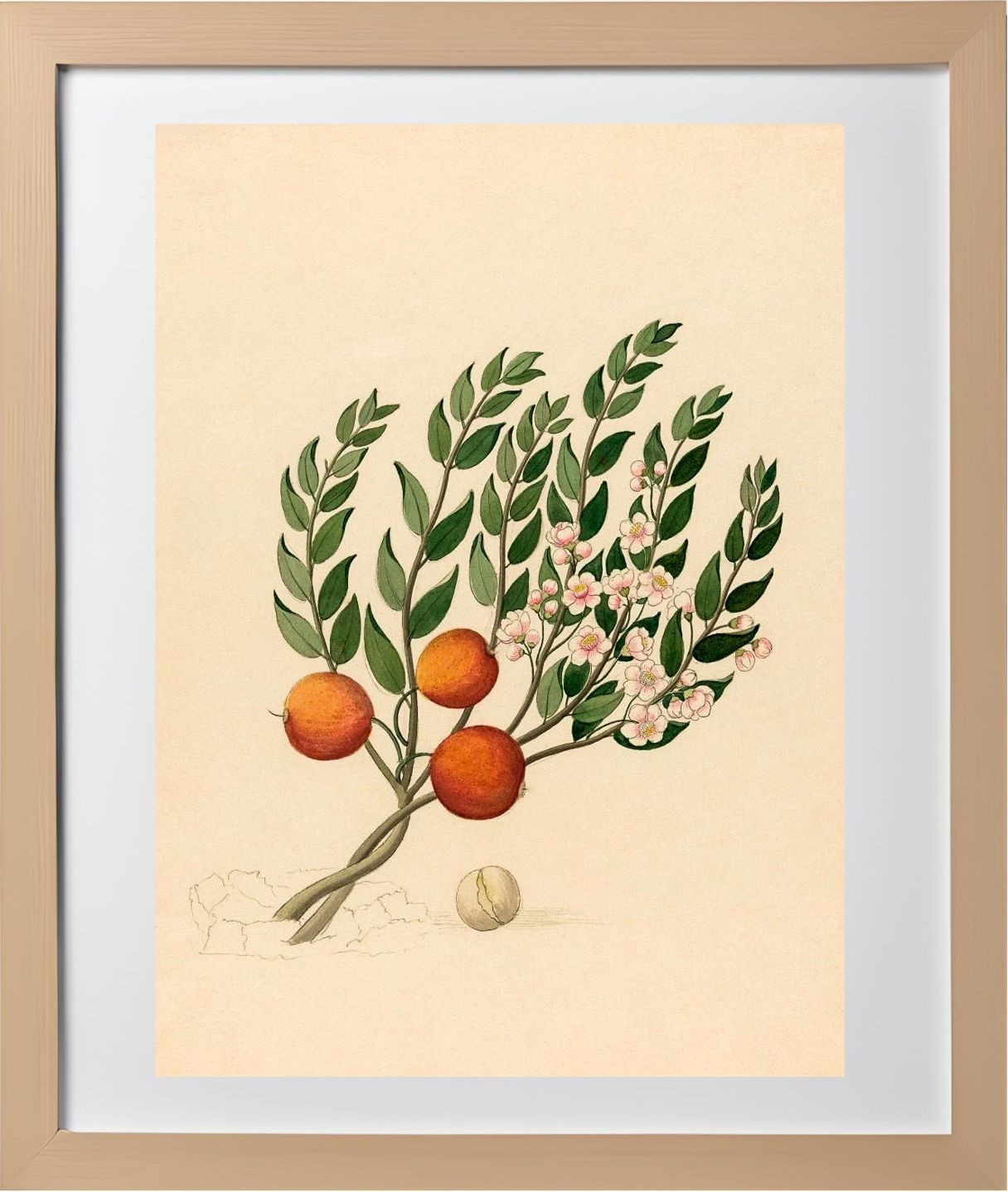 Eugenia or Jambo (Eugenia Albanensis)