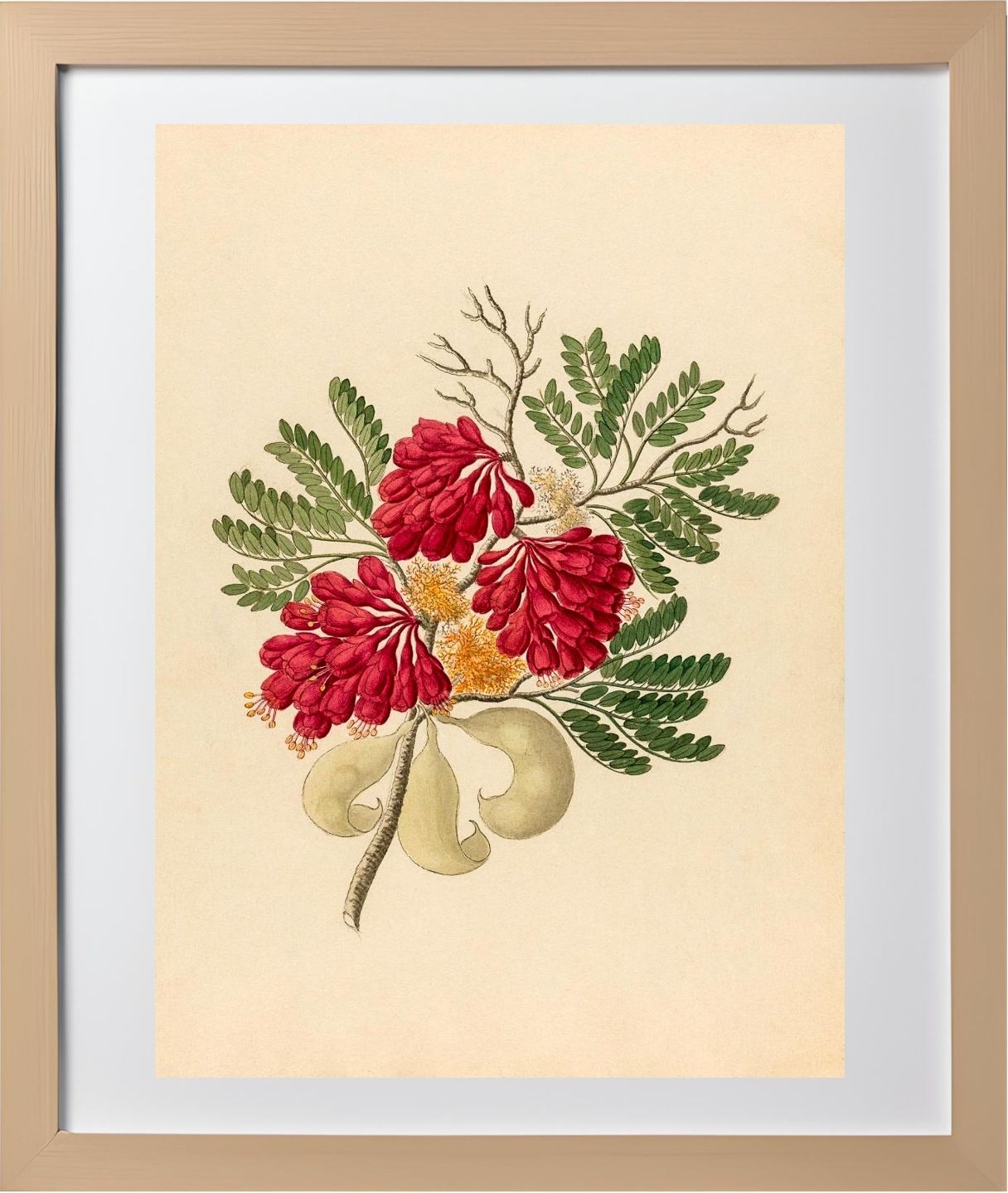 Schotia Speciosa (Schotia Affra)